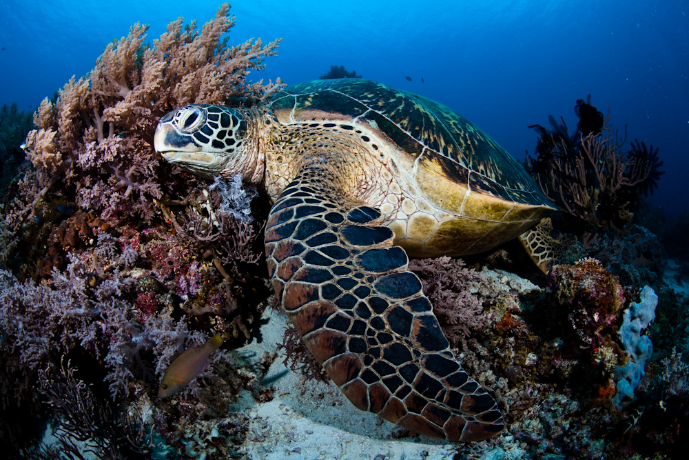 Tortuga verde, Isla de Apo